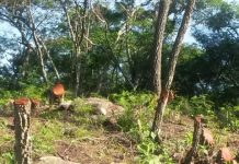 Vecinos denuncian contradicciones de las autoridades del teleférico en cuanto al desmonte y futuras obras en el cerro Ala Delta